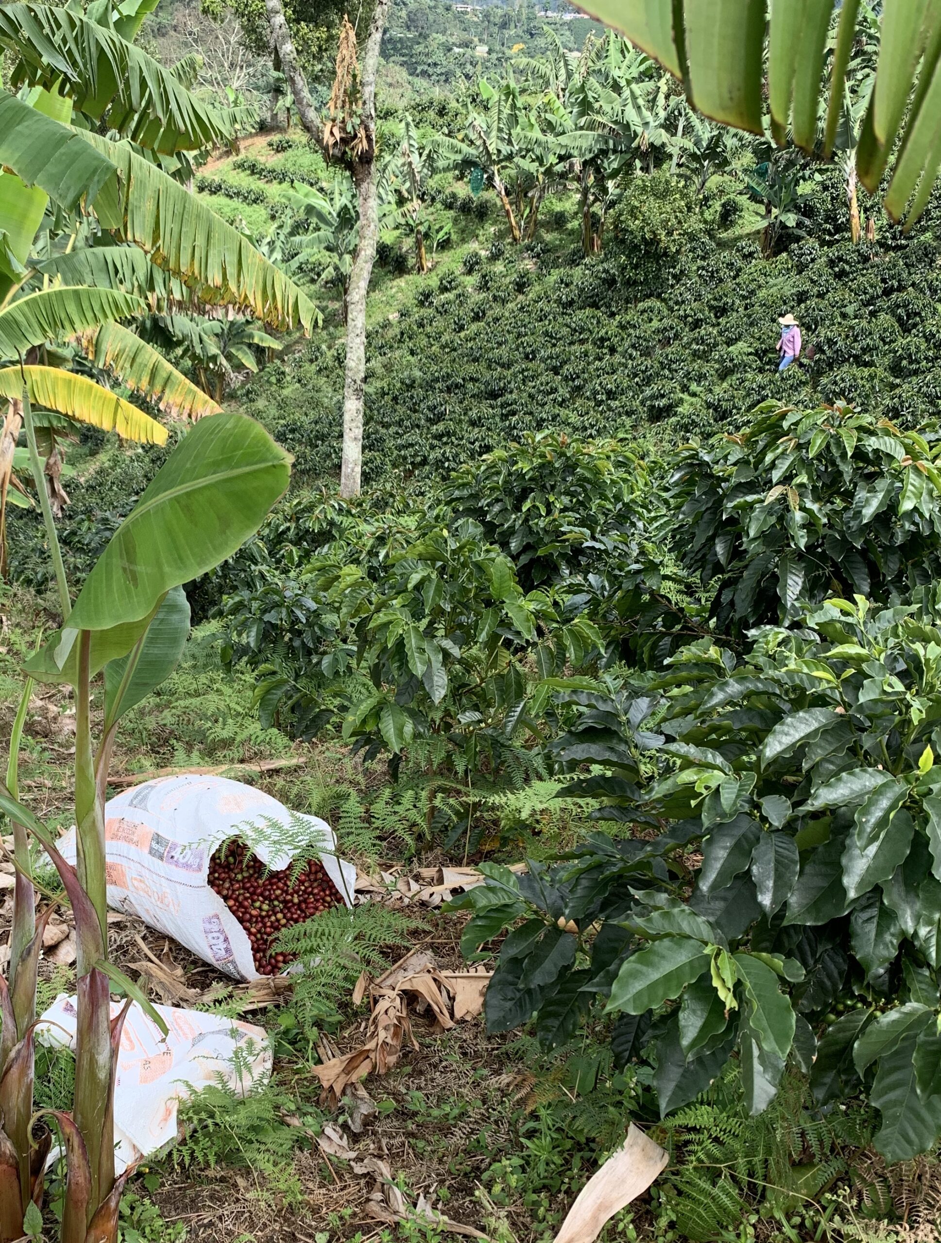 Workers at Finca Mariposa- a coffee farm in Jardin Colombia