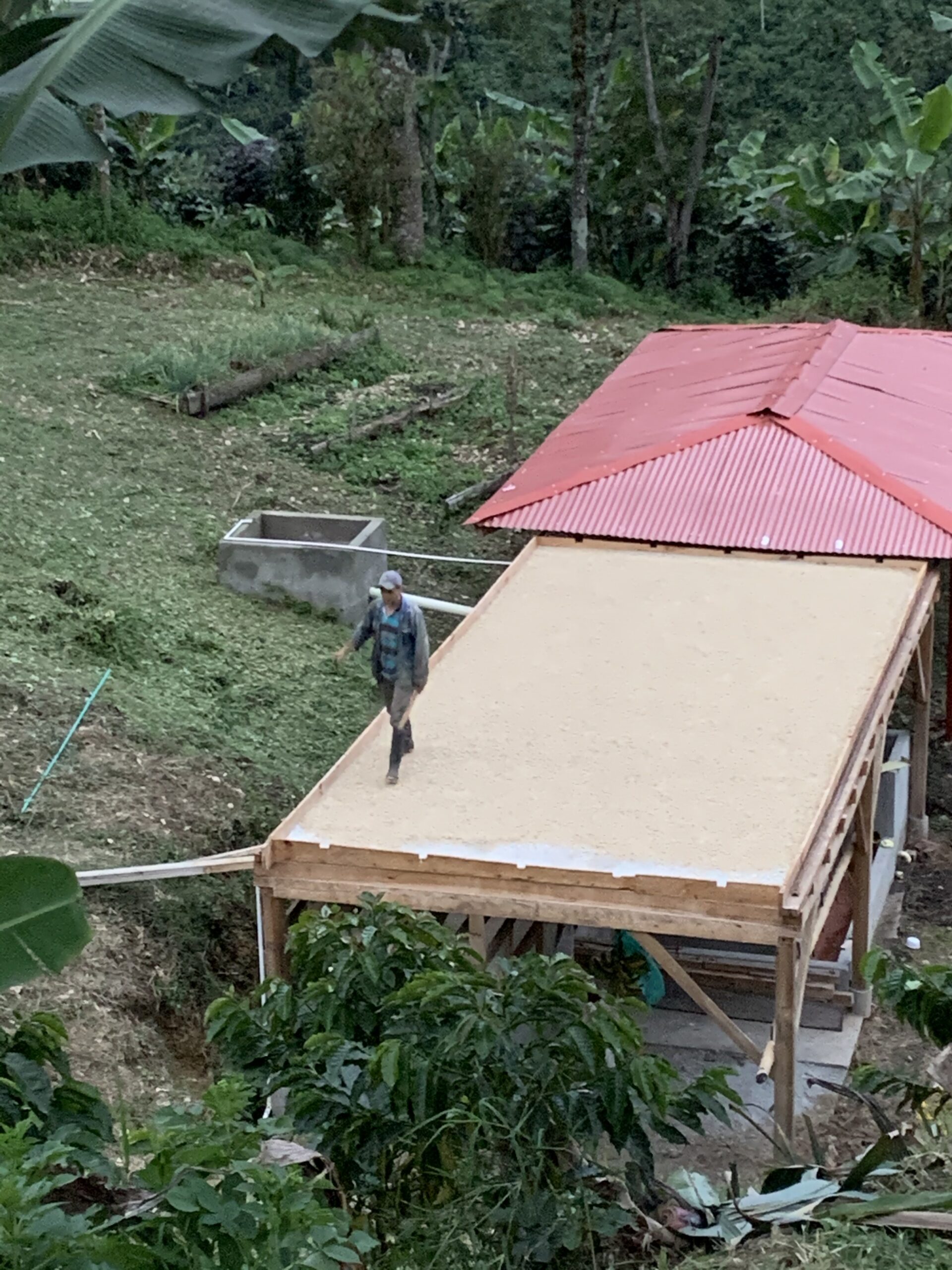 the coffee drying process in coffee production in Colombia - in Jardin