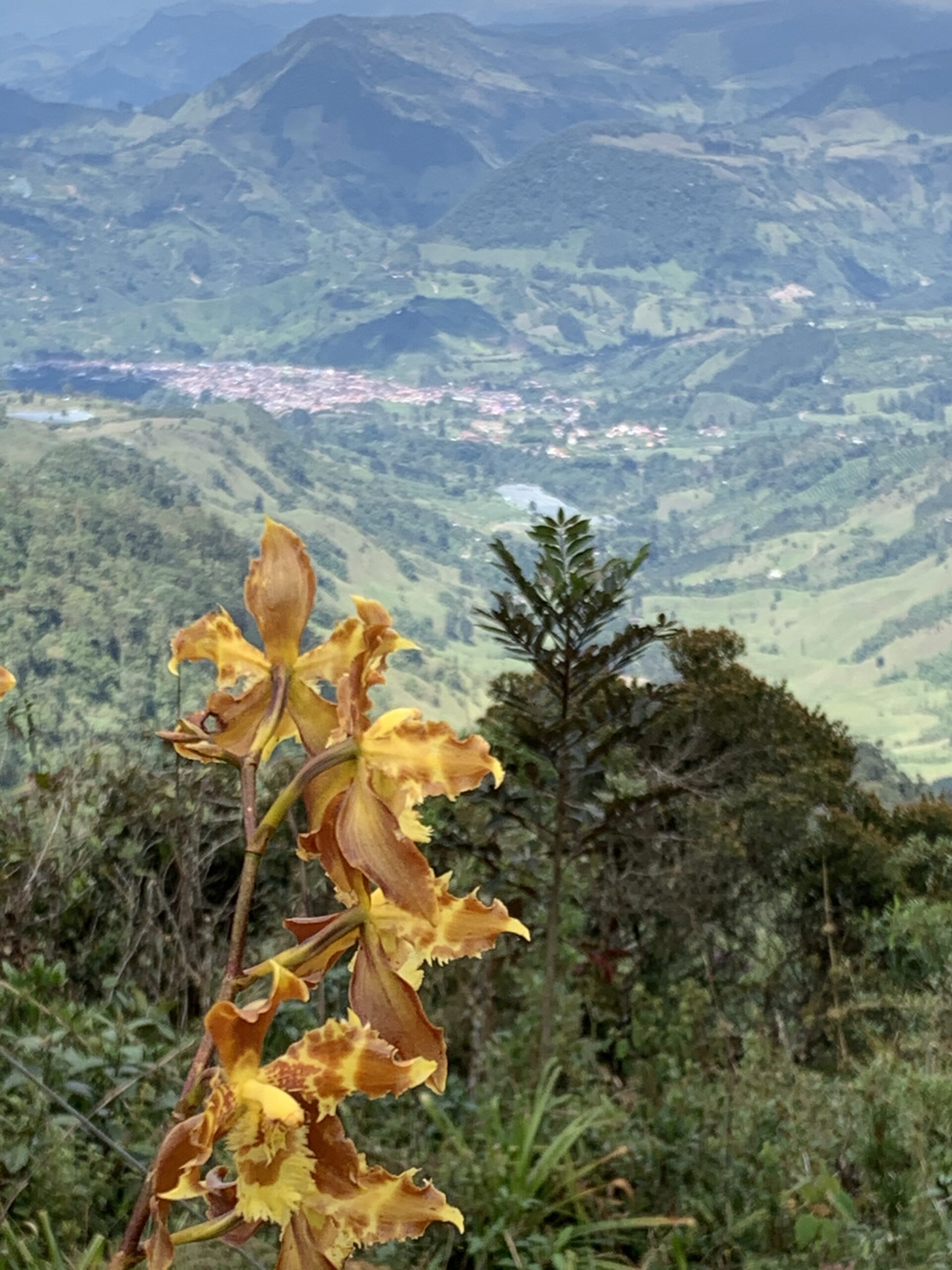 Flowers blooming in Jardin - one of the best places to go in Colombia