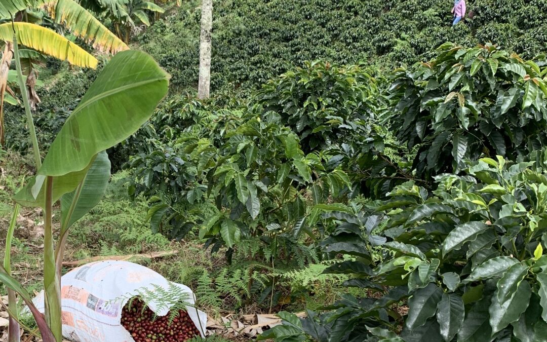 Farm to Table Coffee Production