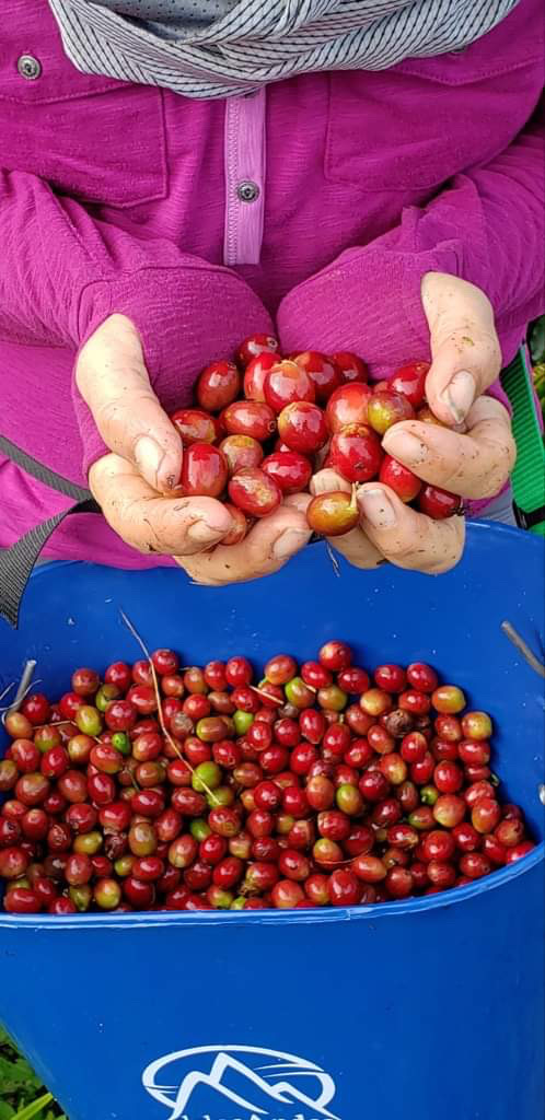 Minimizing water usage by separating beans early in the process