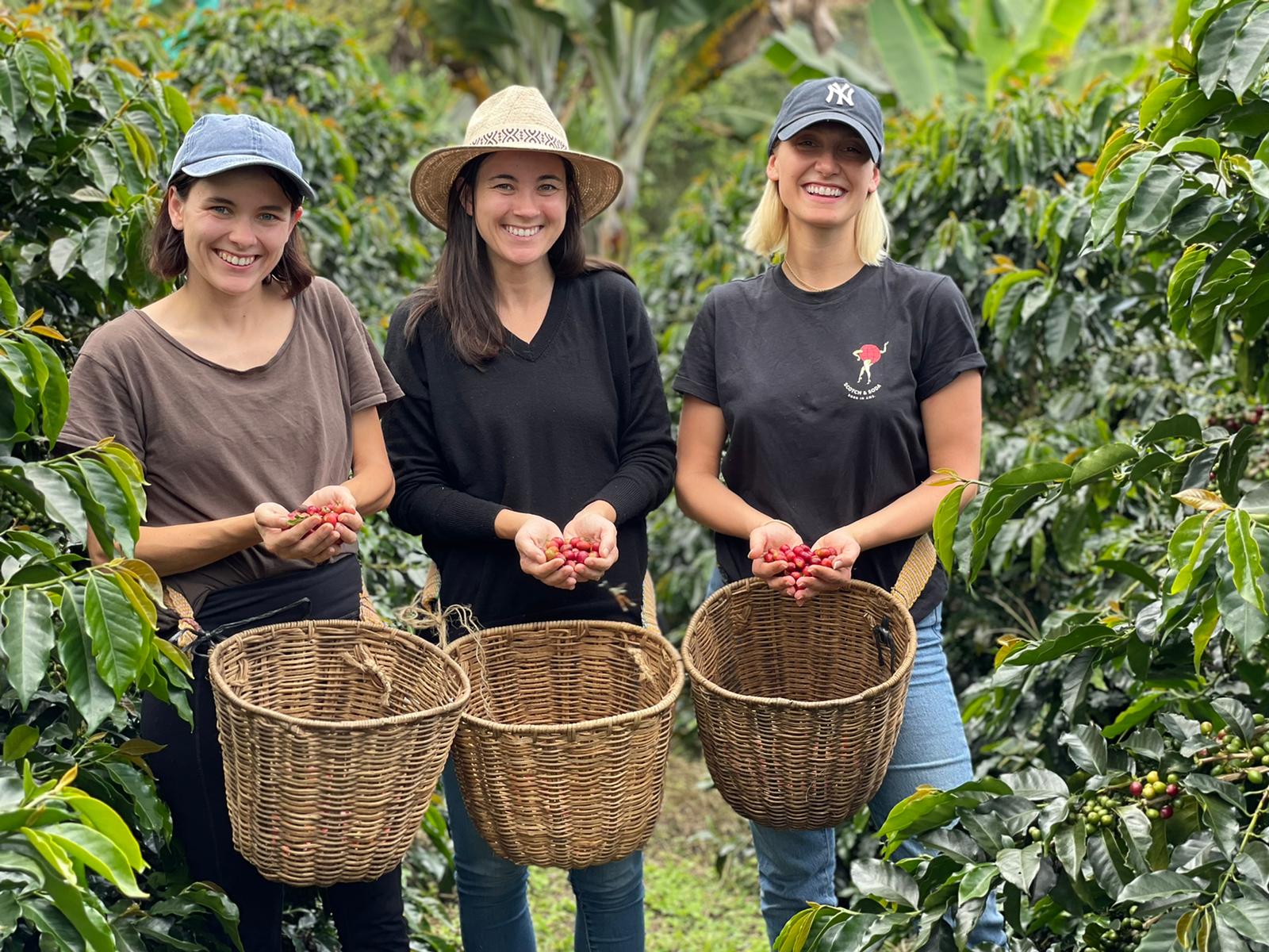 Guests of Finca Mariposa picking coffee cherries on the farm