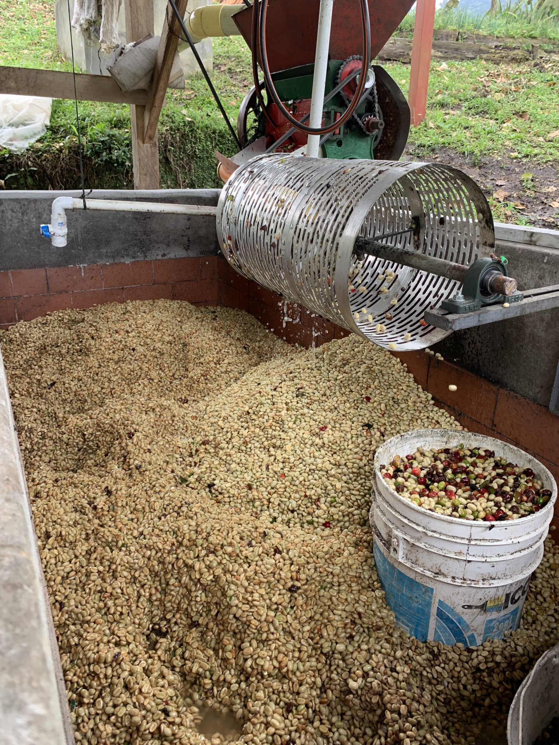 Minimizing water usage by separating beans early in the process